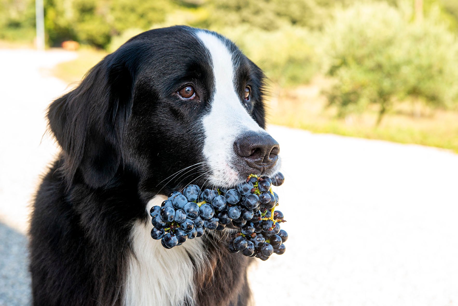 1d378ef0-df4b-4a18-afda-9a76e25fcd23