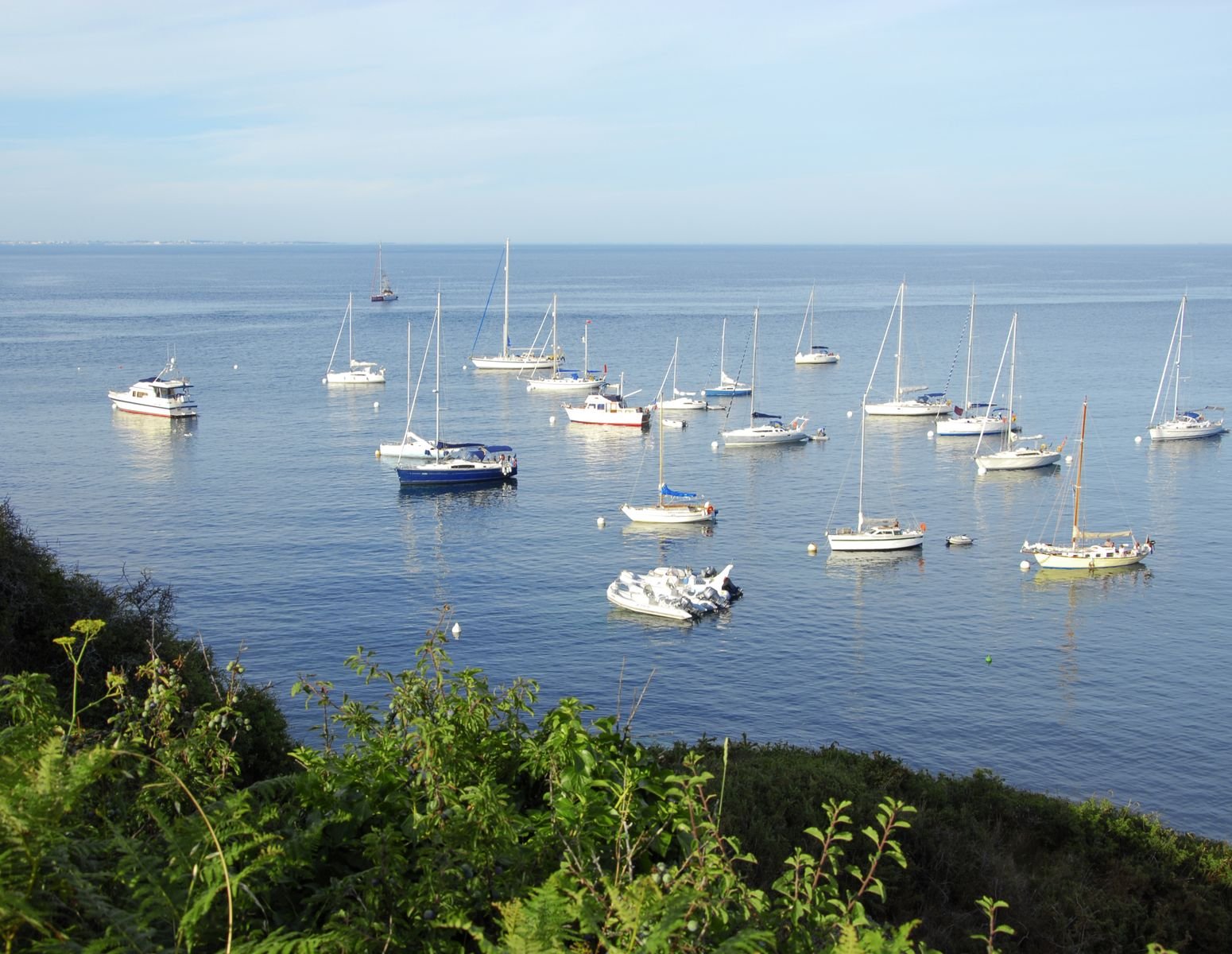 Le Cardinal | Seaview