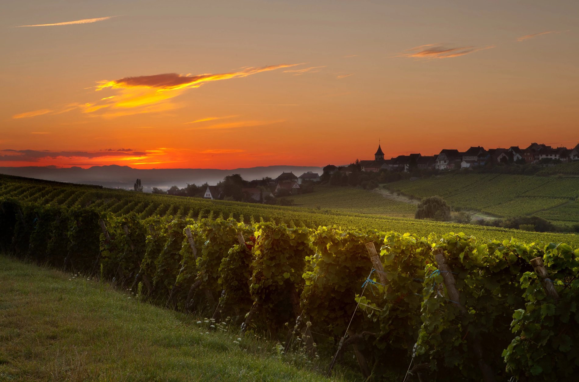 Hostellerie des Châteaux | Landscape of vineyards at sunset with a view of Mont Sainte-Odile in Alsace
