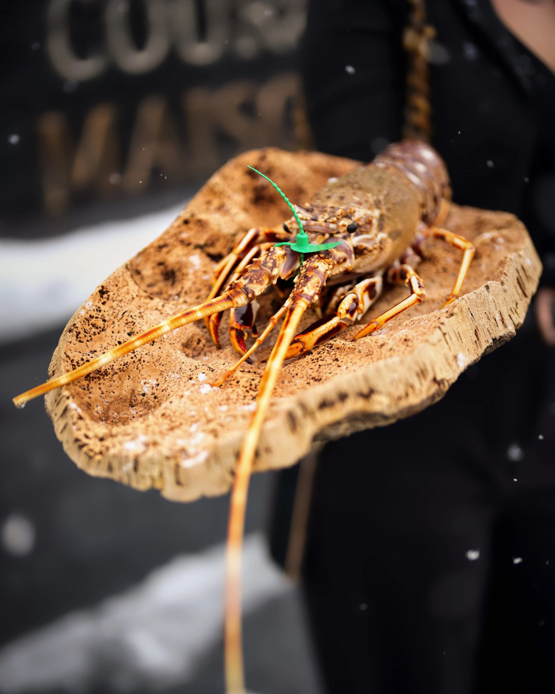 3ccaff4b-aaa7-4dad-b00f-51e94fb306f1