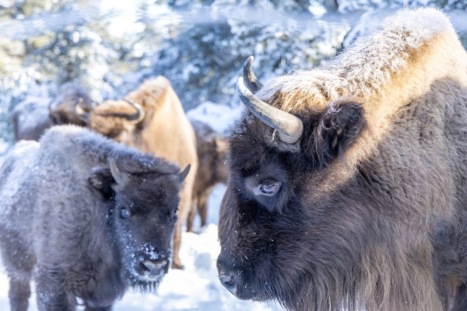 ba76fbe1-218c-4af4-a127-082e0ef0f08d